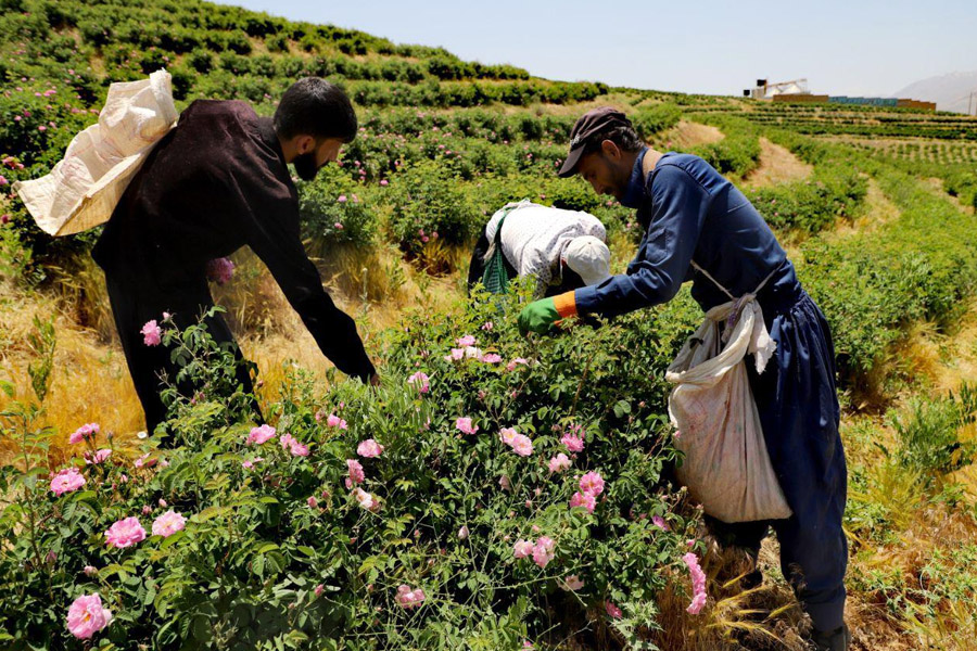 اقلیم و خاک مناسب برای کشت گل‌محمدی