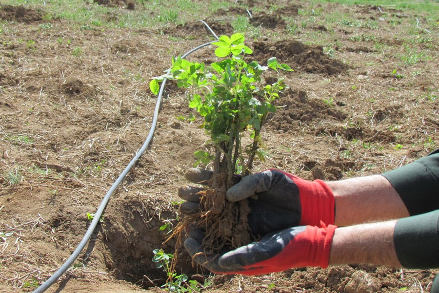 کودهای مورد نیاز برای گل‌محمدی