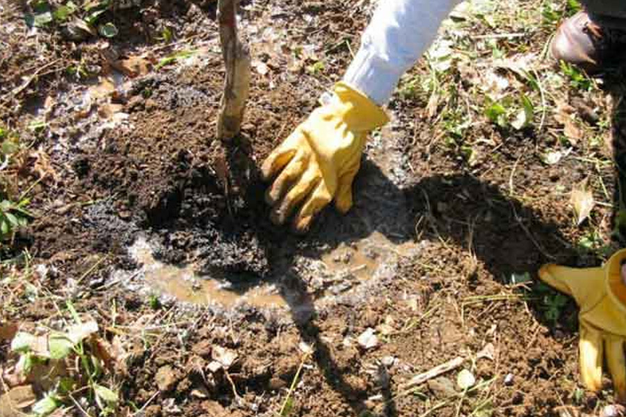 روش‌های آماده‌سازی خاک و زمین کاشت گل‌محمدی