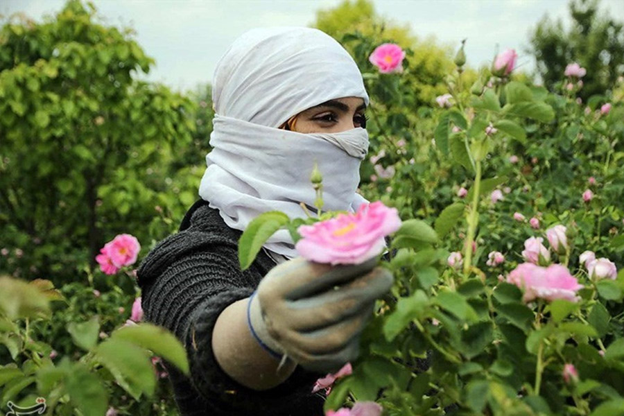 انواع ژنوتیپ های گل محمدی در ایران