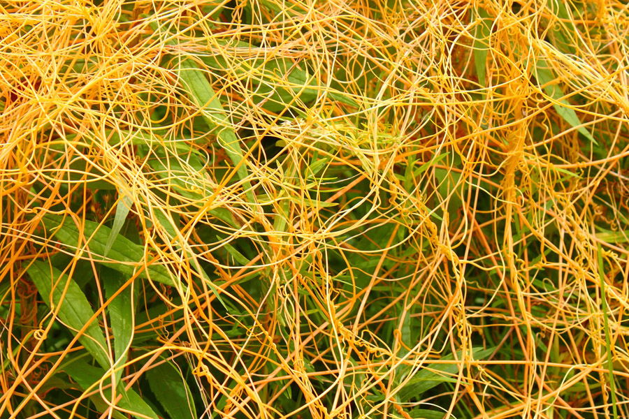 علف‌های هرز گل‌محمدی و روش های مقابله