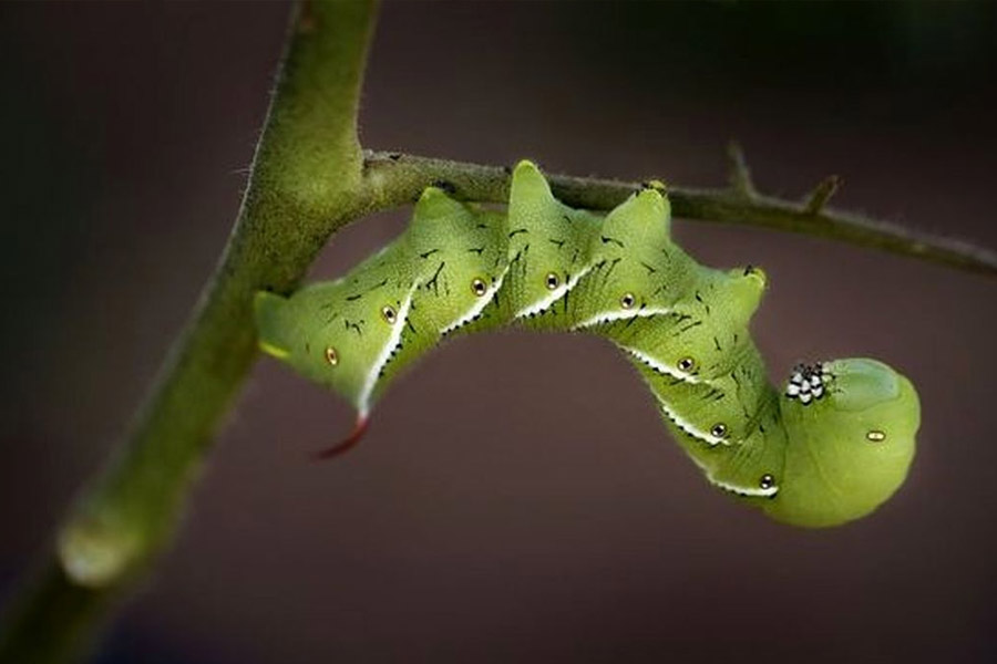 آفات گل‌محمدی