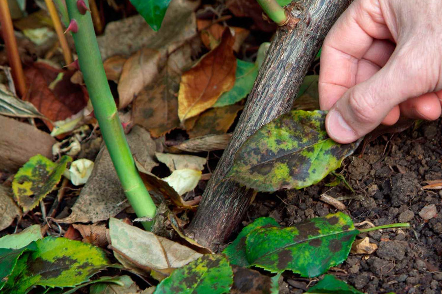 بیماری‌های گل‌محمدی