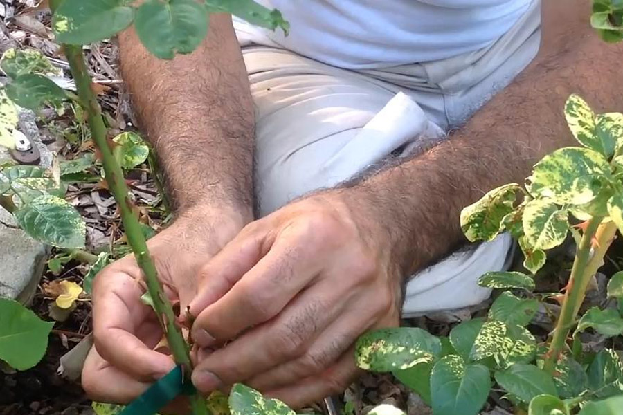 روش‌های تکثیر گل‌محمدی