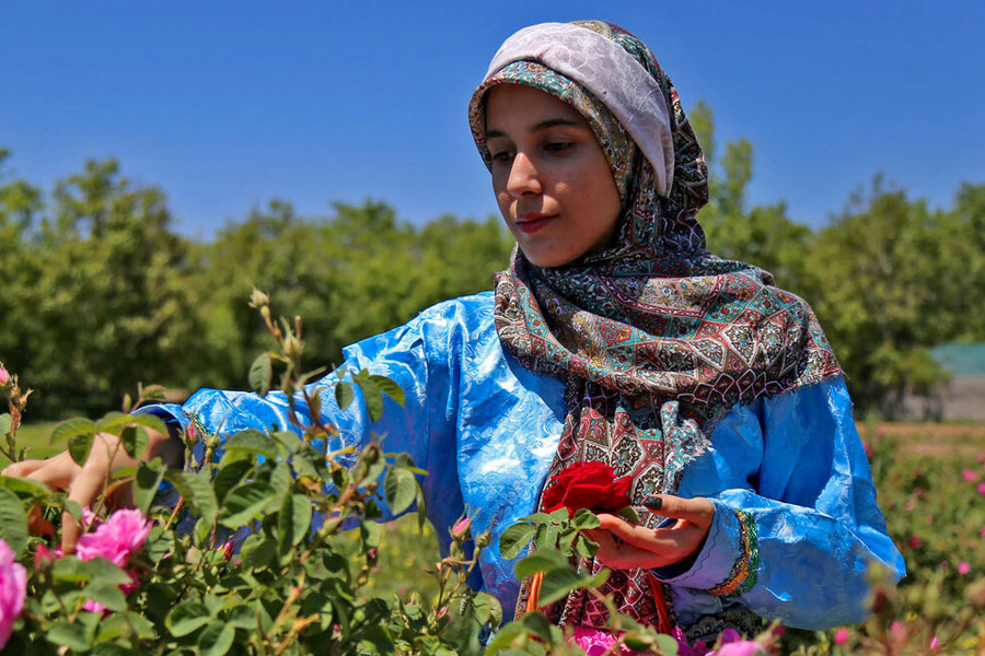 روش برداشت گل باز گل‌محمدی