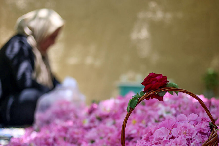 جمع آوری و خشک کردن گل‌محمدی