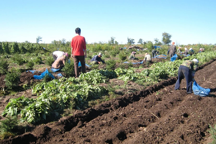 آذربایجان غربی، جایگاه نخست تنوع گیاهان دارویی در ایران
