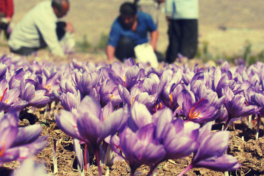 کشت زعفران در آذربایجان‌غربی چقدر سود دارد؟